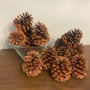 15 Large North Carolina Pinecones Natural Home Decor Farmhouse